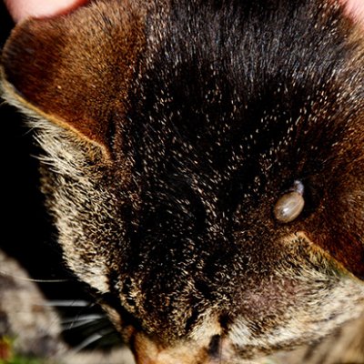 the top of a dark brown cat's head with a tick visible near its ear